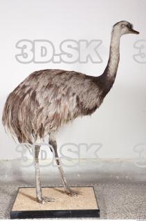 Emus body photo reference 0047